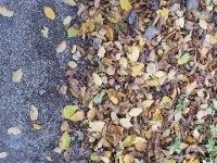 Išnuomoju apleistą sodybą Vildūnųų kaime
