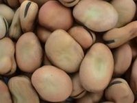 Perku maistinius ir pašarinius kviečius,miežius,žirnius,pupas