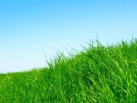 Redaguoti skelbimą  Žolių sėklos iš ūkininko geriausia kaina